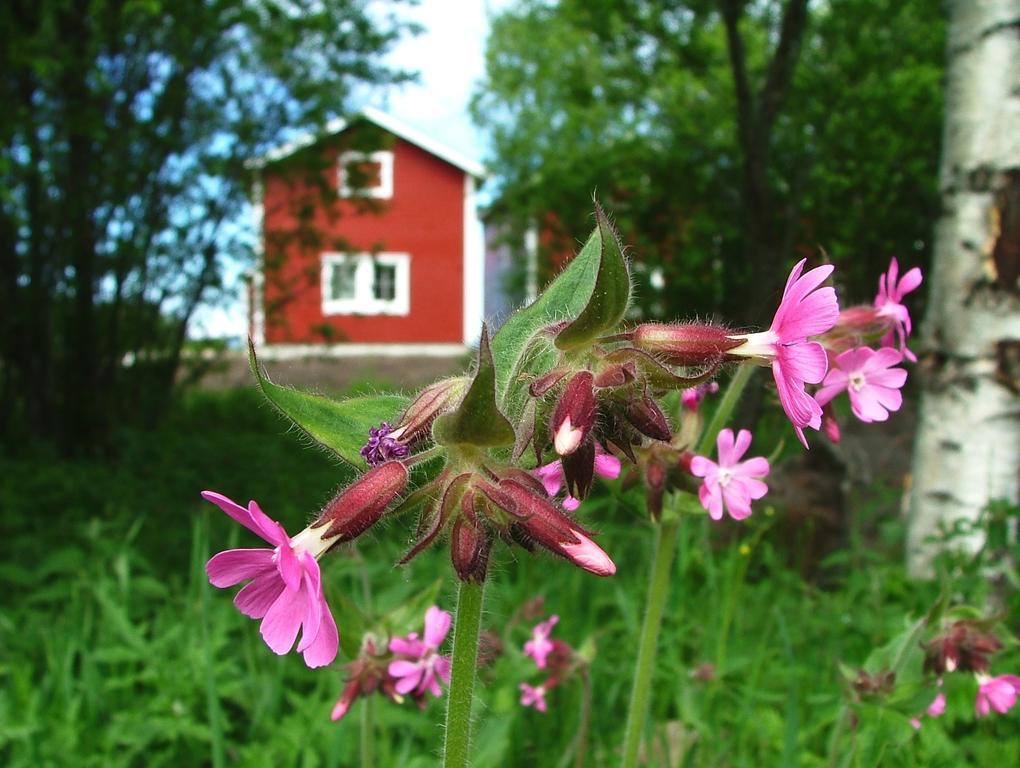 Wanha Pappila Cottages Simoniemi Eksteriør billede